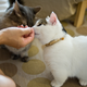 Image for article titled Tips For Spoiling Your Cat